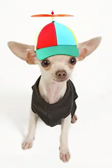 Humour: Dog