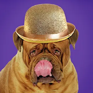 Lips: DOG