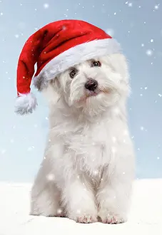 Tulear: Dog
