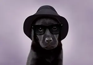 Sunglasses: Dog
