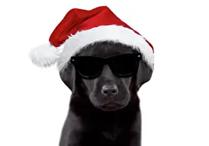 Sunglasses: Dog