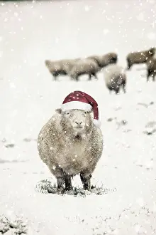 Ewes: Sheep