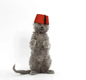 Cooper: Cat