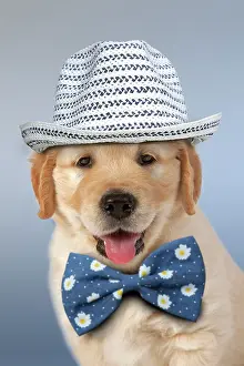 Bows: Dog