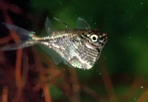 Andrea Florence: Hatchet Fish