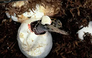 Alligators: Hatching Alligator