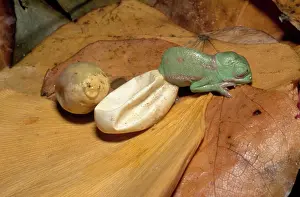 Chamaeleon: Hatching Chameleon