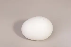 Leghorn: Hatching Chicken: 1 of 22