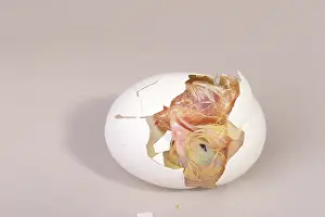 Leghorn: Hatching Chicken: 10 of 22