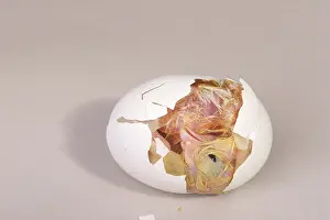 Leghorn: Hatching Chicken: 11 of 22