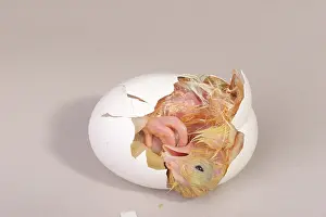 Leghorn: Hatching Chicken: 12 of 22