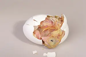 Leghorn: Hatching Chicken: 13 of 22