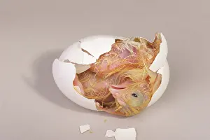 Leghorn: Hatching Chicken: 14 of 22