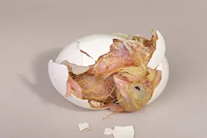 Leghorn: Hatching Chicken: 15 of 22
