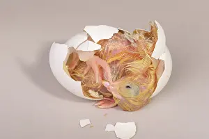 Leghorn: Hatching Chicken: 16 of 22