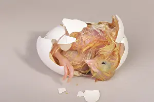 Leghorn: Hatching Chicken: 17 of 22