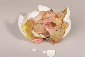 Leghorn: Hatching Chicken: 18 of 22
