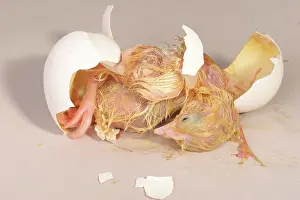 Leghorn: Hatching Chicken: 19 of 22