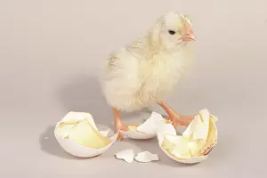 Leghorn: Hatching Chicken: 20 of 22