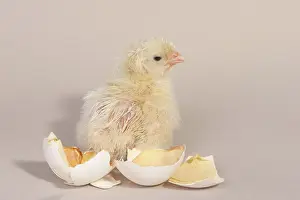 Leghorn: Hatching Chicken: 21 of 22