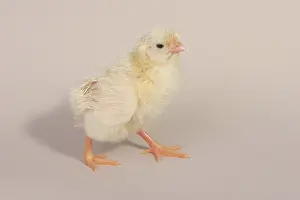 Leghorn: Hatching Chicken: 22 of 22