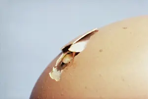 Cracking: Hatching Chicken