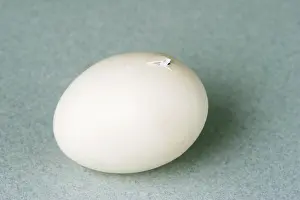 Hatch: Hatching Chicken