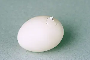 Hatch: Hatching Chicken