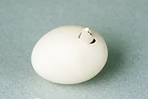 Hatching: Hatching Chicken
