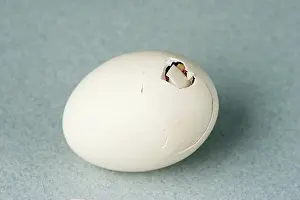 Hatching: Hatching Chicken