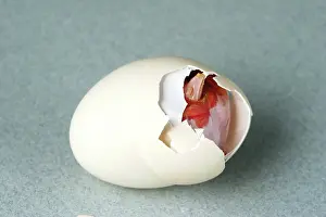 Hatching: Hatching Chicken
