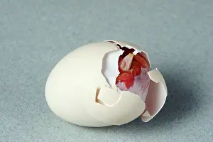 Hatching: Hatching Chicken