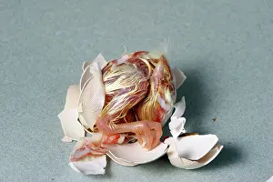 Hatching: Hatching Chicken