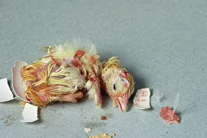 Hatching: Hatching Chicken