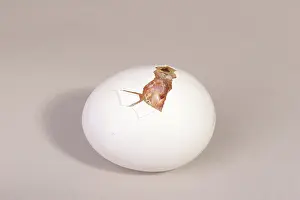 Leghorn: Hatching Chicken: 5 of 22