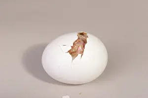 Leghorn: Hatching Chicken: 6 of 22