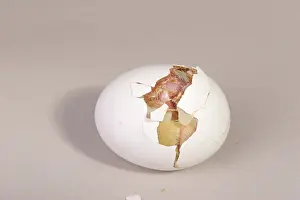 Leghorn: Hatching Chicken: 7 of 22