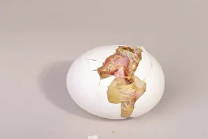 Leghorn: Hatching Chicken: 8 of 22