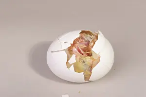 Leghorn: Hatching Chicken: 9 of 22