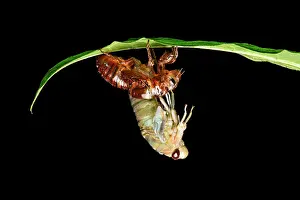 Cicadas: Hatching of a cicada (Cicadidae), Amazon rainforest