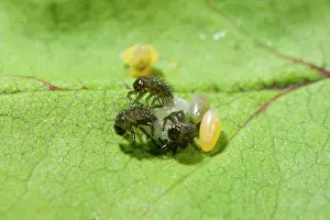 Axyridis: Hatching Harlequin Ladybird larvae