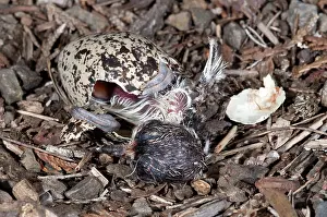 Killdeer: Hatching Killdeer Chick