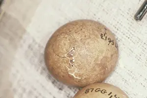 Pray: Hatching Peregrine Eggs
