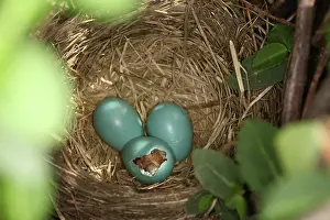 Breast: Hatching Robin Nestlings