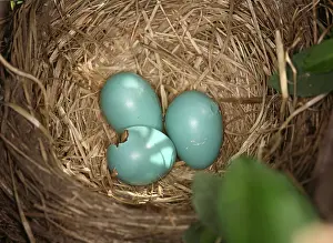 Breast: Hatching Robin Nestlings