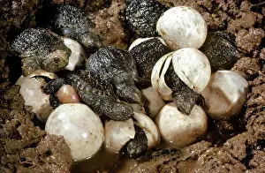 Serpentina: Hatching Snapping Turtles