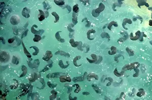 Ranid: Hatching wood frog eggs