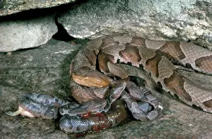 Vipers: Hatchling Copperheads with Mother
