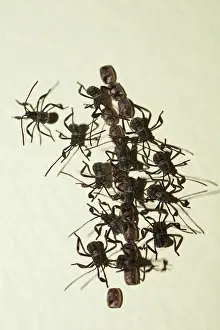 Bugs: Hatchling Leaf-footed Bugs