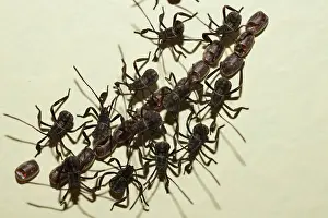 Bugs: Hatchling Leaf-footed Bugs